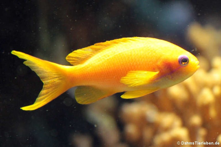 Pseudanthias squamipinnis