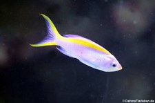 weiblicher Purpur-Fahnenbarsch (Pseudanthias tuka) im Tierpark + Fossilium Bochum