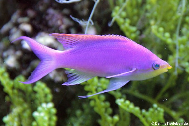 Pseudanthias tuka