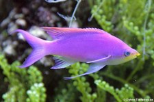 männlicher Purpur-Fahnenbarsch (Pseudanthias tuka) im Tierpark + Fossilium Bochum