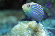 Sechsstreifen Lippfisch (Pseudocheilinus hexataenia) im Tierpark + Fossilium Bochum