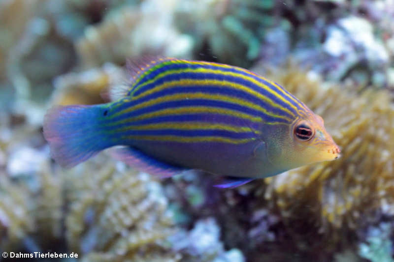 Sechsstreifen Lippfisch Pseudocheilinus hexataenia-3