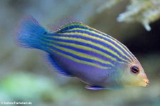 Sechsstreifen Lippfisch (Pseudocheilinus hexataenia) im Tierpark + Fossilium Bochum