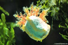 Bunte Seegurke oder Seeapfel (Pseudocolochirus violaceus) im Tierpark und Fossilium Bochum