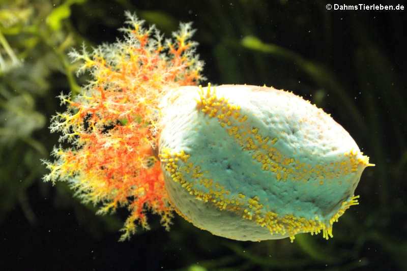 Bunte Seegurke oder Seeapfel (Pseudocolochirus violaceus)