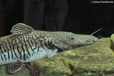 Surubim  (Pseudoplatystoma fasciatum) im Tierpark + Fossilium Bochum