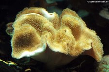 Pilzlederkoralle (Sarcophyton glaucum) im Tierpark und Fossilium Bochum