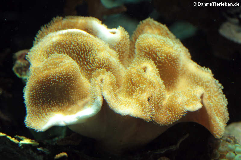 Pilzlederkoralle Sarcophyton glaucum-2