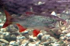 Rotfeder (Scardinius erythrophthalmus) im Tierpark + Fossilium Bochum