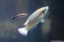 Prinzessin-Papageifisch (Scarus taeniopterus) im Tierpark + Fossilium Bochum