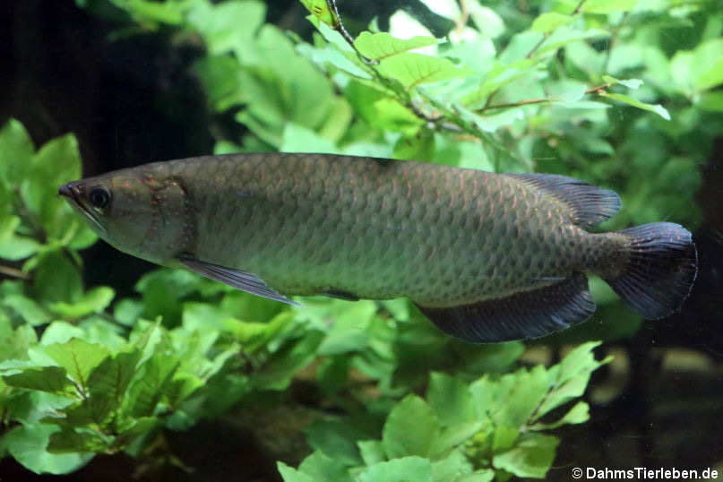 Scleropages jardinii-1