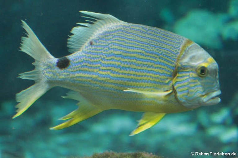 Symphorichthys spilurus