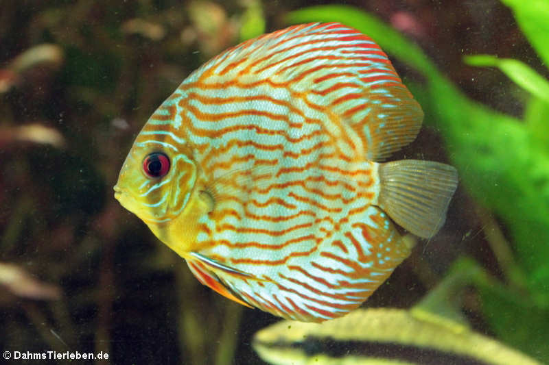 Diskusbuntbarsch (Symphysodon aequifasciatus)