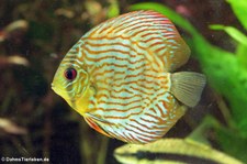 Blauer Diskus (Symphysodon aequifasciatus) im Tierpark + Fossilium Bochum