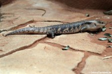 Gewöhnlicher Blauzungenskink (Tiliqua scincoides) im Tierpark + Fossilium Bochum