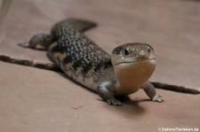 Gewöhnlicher Blauzungenskink (Tiliqua scincoides) im Tierpark + Fossilium Bochum