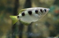 Schützenfisch (Toxotes jaculatrix)  im Tierpark + Fossilium Bochum