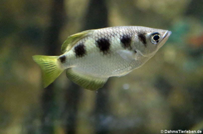 Gewöhnlicher Schützenfisch (Toxotes jaculatrix)