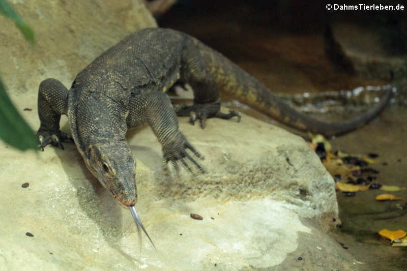 Zieglers Bindenwaran (Varanus salvator ziegleri)