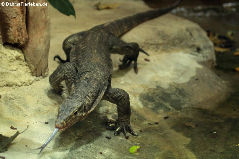 Zieglers Bindenwaran Varanus salvator ziegleri-1