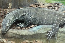 Buntwaran (Varanus varius) im Tierpark und Fossilium Bochum