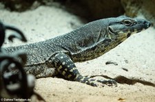 Buntwaran (Varanus varius) im Tierpark und Fossilium Bochum