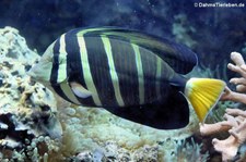 Pazifischer Segelflossen-Doktorfisch (Zebrasoma velifer) im Tierpark + Fossilium Bochum