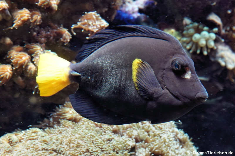 Blauer Segelflossendoktor (Zebrasoma xanthurum)