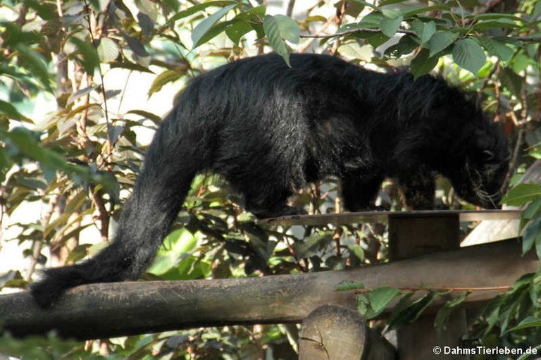 Arctictis binturong