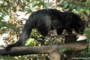 Arctictis binturong