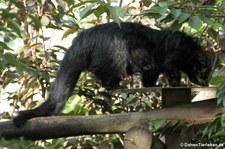 Binturong (Arctictis binturong) im Tierpark und Fossilium Bochum