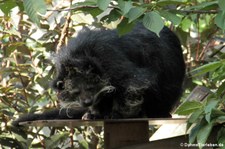 Binturong (Arctictis binturong) im Tierpark und Fossilium Bochum