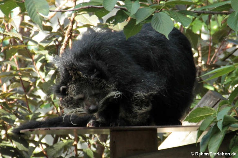 Arctictis binturong