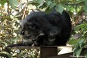 Arctictis binturong