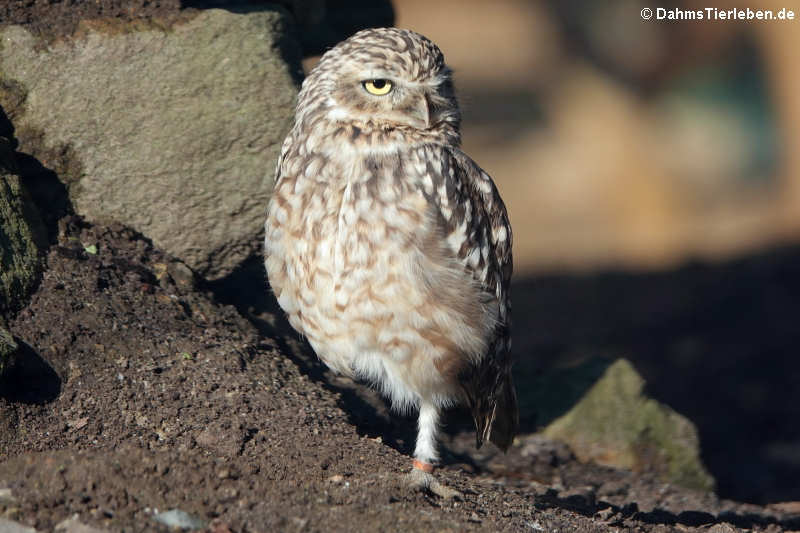 Kaninchenkauz (Athene cunicularia)