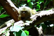 Zwergseidenäffchen (Cebuella pygmaea) im Tierpark + Fossilium Bochum