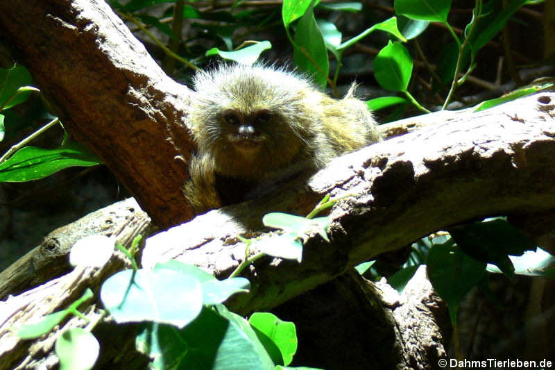 Zwergseidenäffchen (Cebuella pygmaea)