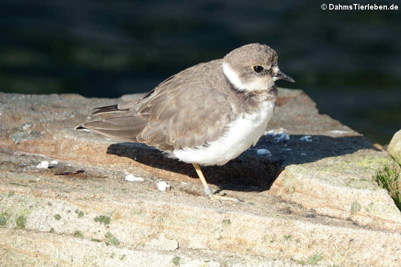 Flussregenpfeifer (Charadrius dubius)