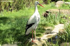 Weißstorch (Ciconia ciconia) im Tierpark und Fossilium Bochum