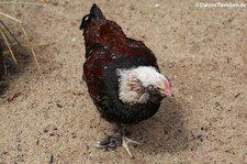 Deutsches Lachshuhn (Gallus gallus f. domestica) im Tierpark + Fossilium Bochum