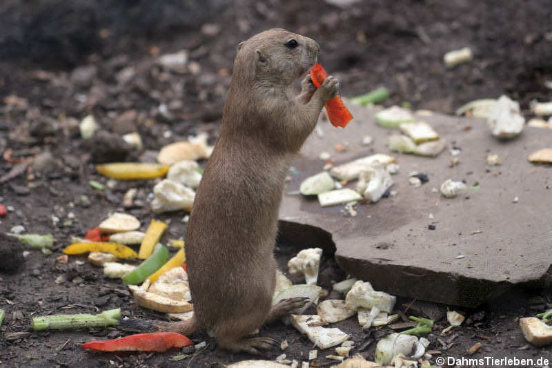 Schwarzschwanz-Präriehund (Cynomys ludovicianus)