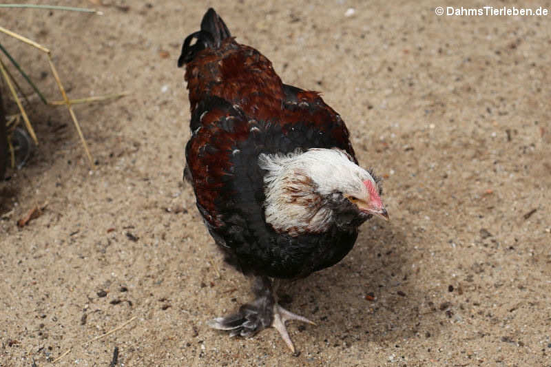 Deutsches Lachshuhn-2