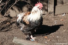 Deutsches Lachshuhn (Gallus gallus f. domestica) im Tierpark + Fossilium Bochum