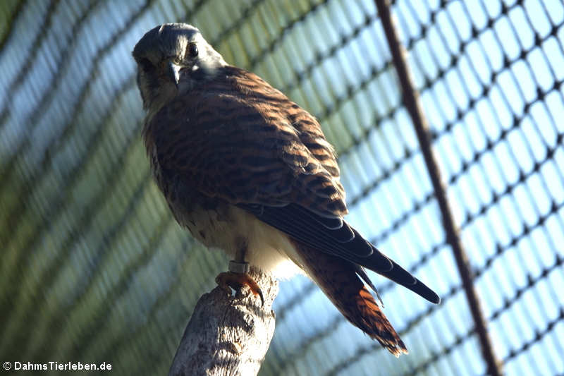 Buntfalke (Falco sparverius)