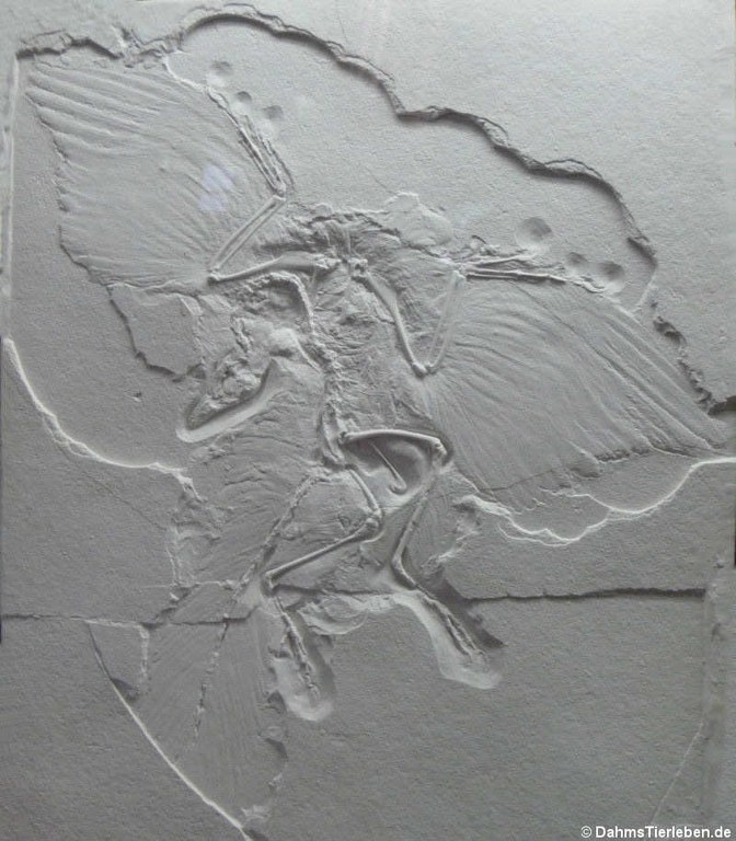 Archaeopteryx lithographica