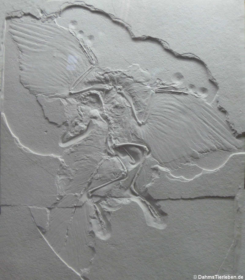 Archaeopteryx lithographica (Das Berliner Exemplar)