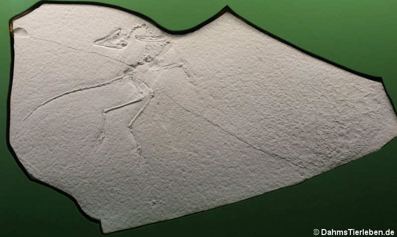 Archaeopteryx lithographica (Das Eichstätter Exemplar)