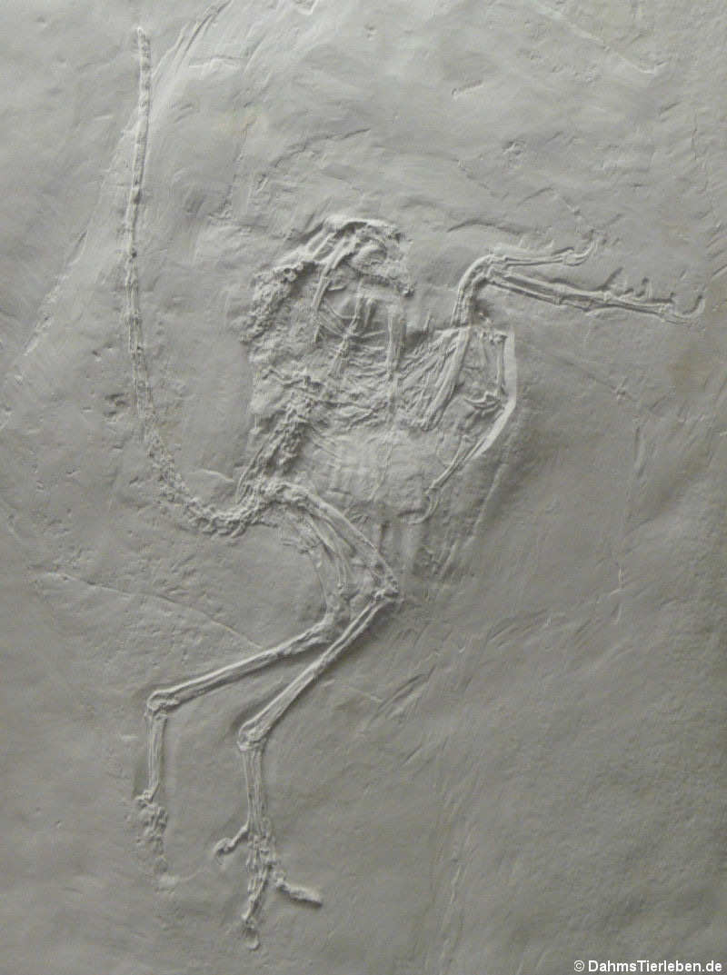 Archaeopteryx lithographica (Das Solnhofener Exemplar)