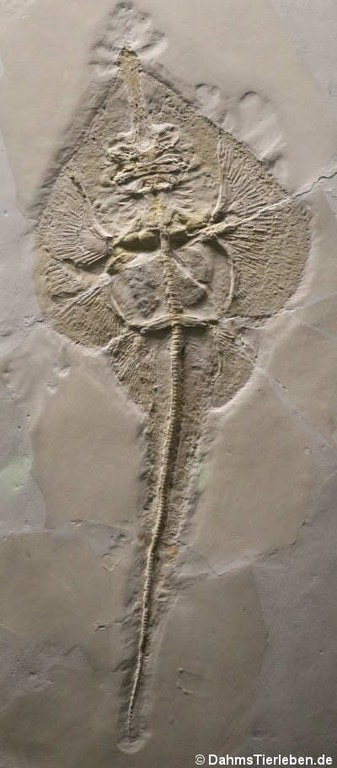 Asterodermus platypterus