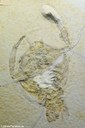 Cyclerion propinquus